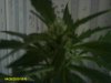 plants sexed out 008.jpg