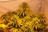 Day 35 Flowering 006.jpg