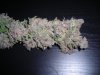 Blue dream 6.jpg