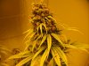 sativa and twelve twelve from seed 006.jpg