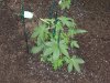 trainwreck outside day 1 5-2.jpg