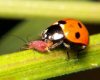 ladybird_aphid_5_small.jpg