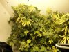 budz 008.jpg