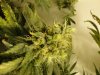 budz 005.jpg