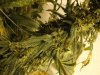 budz 006.jpg