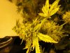 budz 003.jpg