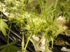 budz 010.jpg