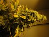 budz 013.jpg
