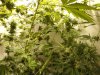 budz 009.jpg