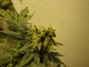 budz 012.jpg