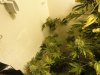 budz 007.jpg