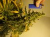 budz 002.jpg