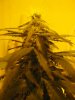 Kushbud_40.jpg