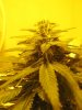 Blue#2bud_40.jpg