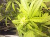 flowerday19-1stgrow-pic7.jpg