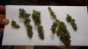 G Project SR#1 Harvest 011.jpg