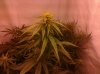 Chocolate Chunk week 2 flower.jpg