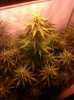 Chocolate Chunk - week 2 flower.jpg