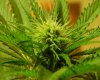 bud.jpg