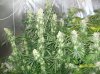 63 days of flowering 007 600x449.jpg