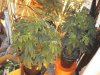 DSC00553.jpg
