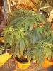DSC00566.jpg