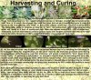 Harvesting And Curing.jpg