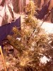Powerkush.jpg