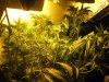 011-hardtrim10daysintoflowering.jpg