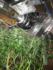 013-5weeksinflower1.jpg