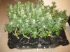 014-7weeksinflower.jpg