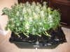 015-10weeksinflower.jpg