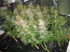 017-12weeksinflower-harvestdayb.jpg