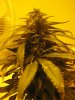 Blue#1bud_50.jpg