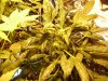 DSC00749.jpg