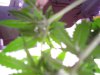 pics 004.jpg