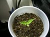 Day6plant1.jpg