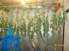 all the harvest buds 005 600x449.jpg