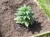 bed1 bubba k day1 outdoors.jpg