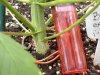 biddy early thick stem day 41.jpg