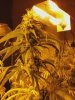 flowerday33-1stgrow-pic3.jpg