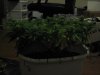 Day 16 of flowering 5 011.jpg