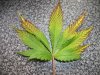 100_0081.JPG