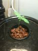 OG kush seedling week 2.jpg