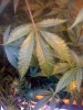 leaf problem.jpg