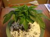 DSC03827.jpg