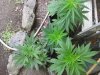 May 22 clones & seedlings different strains.jpg