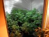 med veg room 2 (Medium).JPG