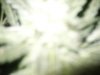 PICT0065.jpg
