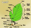 simple_leaf.jpg